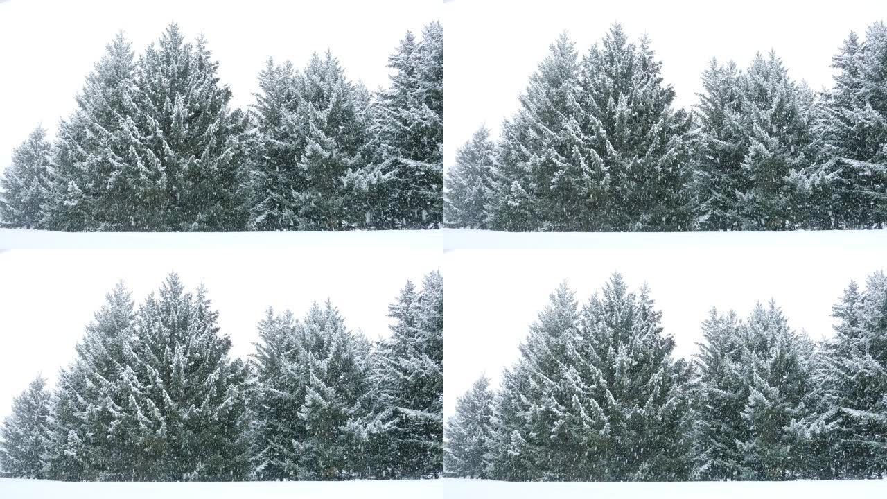 雪落在针叶树上大雪降雪冬天冬季寒冷降温雪