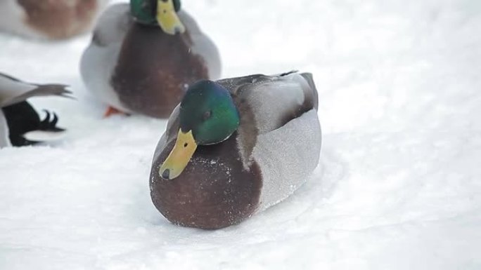 鸭子雪背景的镜头
