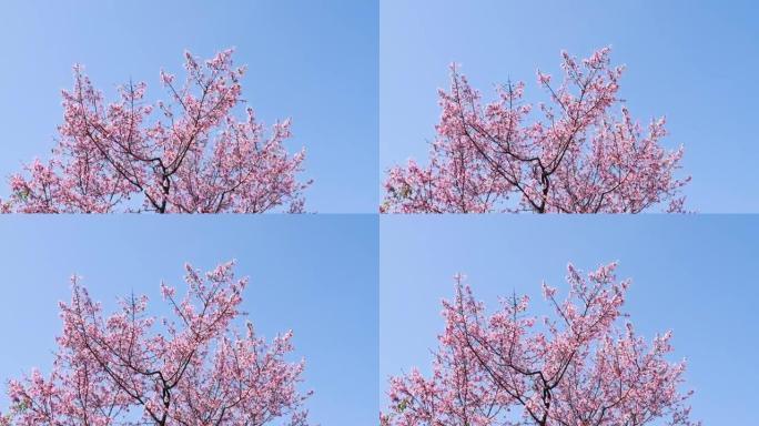 樱花树在蓝天背景下摇曳，4k镜头低角度视角。