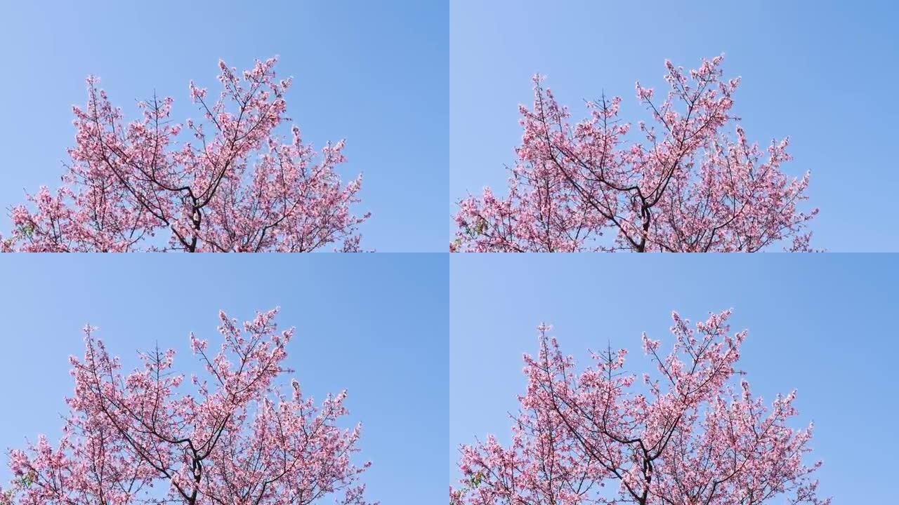 樱花树在蓝天背景下摇曳，4k镜头低角度视角。