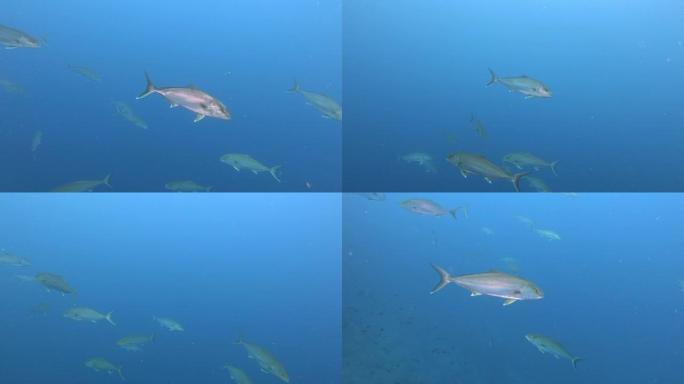 水下鱼-多云水中的杰克鱼