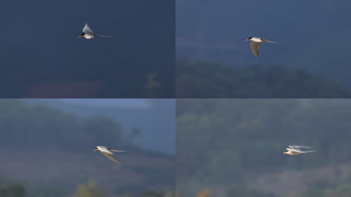 黄嘴河燕鸥飞行的升格视频