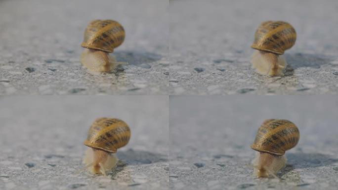 蜗牛特写。许多蜗牛聚集起来。在农场饲养蜗牛。螺旋aspersa最大值