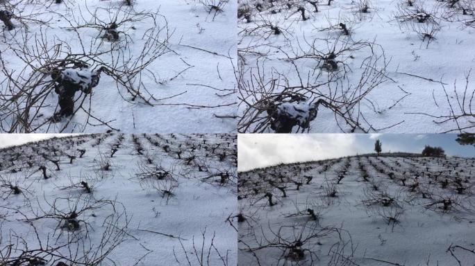 计划中积雪覆盖的葡萄园