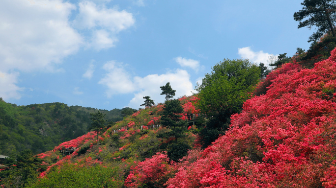 杜鹃花