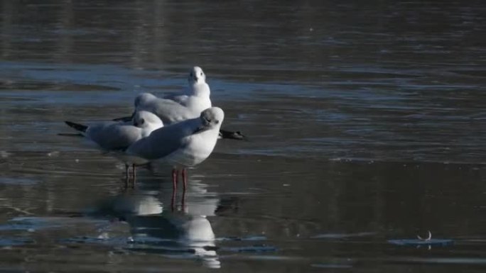 美丽的海鸥自我清洁，站在冰冻的湖面上