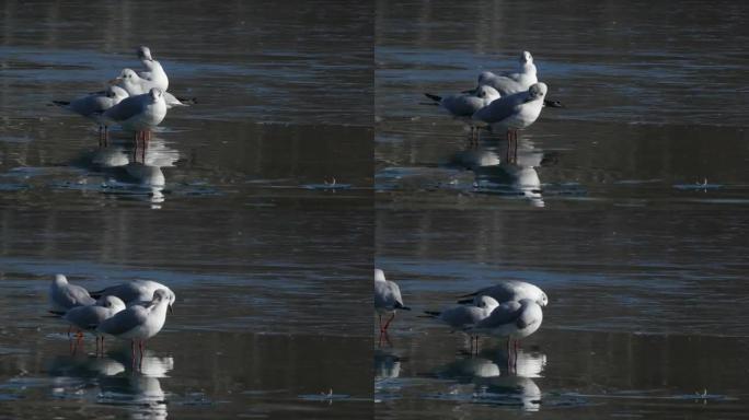 美丽的海鸥自我清洁，站在冰冻的湖面上