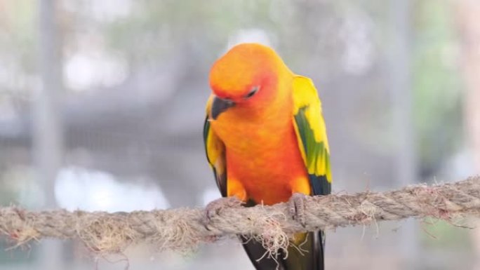 彩色黄色橙色绿色爱鸟鸣叫，站在笼子里的绳子上，镜头特写
