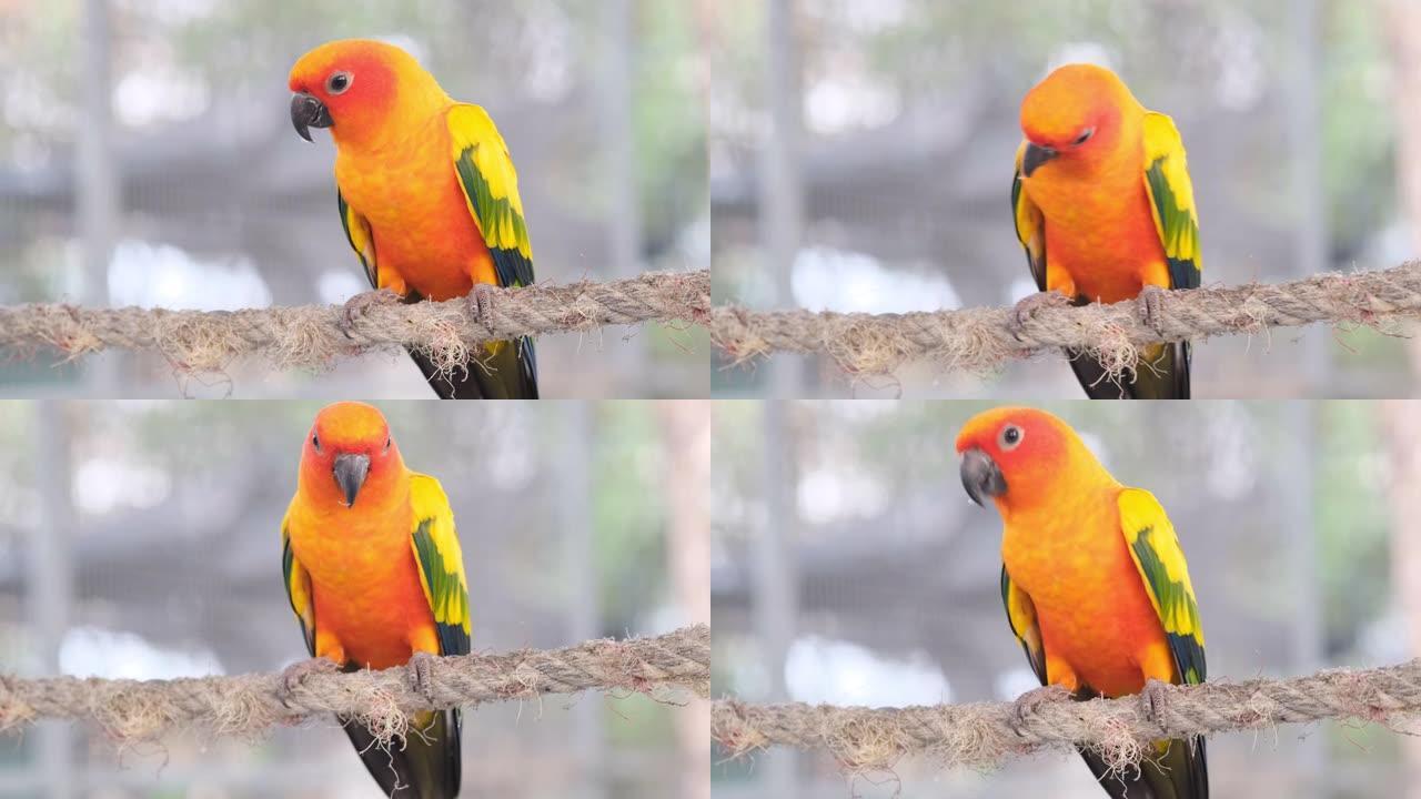 彩色黄色橙色绿色爱鸟鸣叫，站在笼子里的绳子上，镜头特写