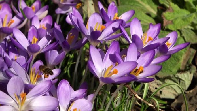 外面生长着紫色番红花的蜜蜂。在神奇绽放的春天的花朵番红花。