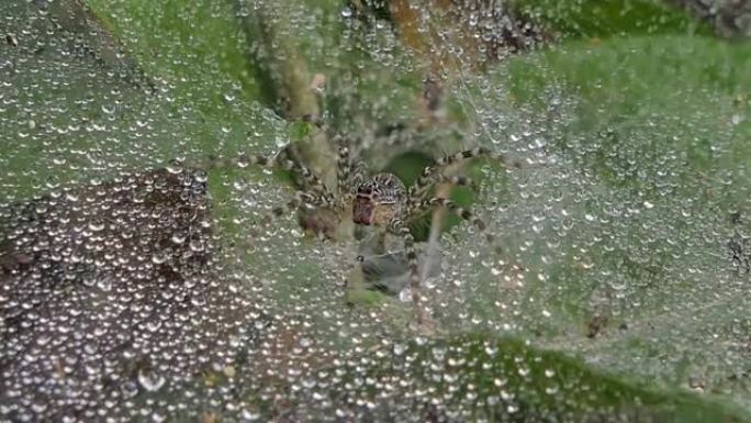 雨后湿蜘蛛网上的蜘蛛。