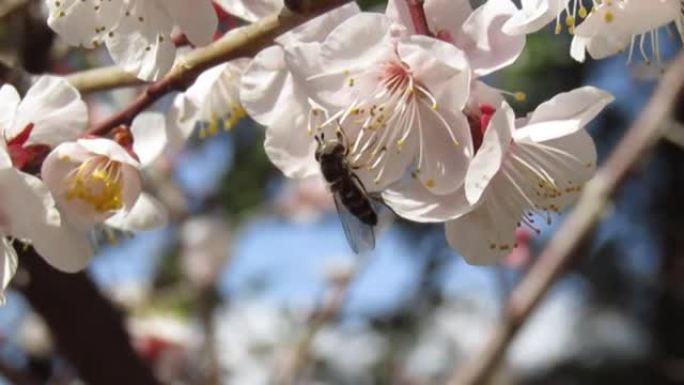 日本。三月。从梅花中采集花蜜的蜜蜂。