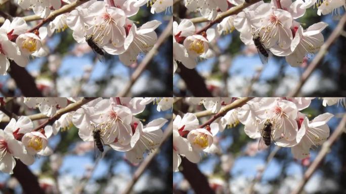 日本。三月。从梅花中采集花蜜的蜜蜂。