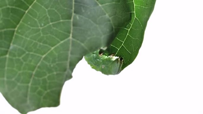 一种叫做触手蛾的幼虫。