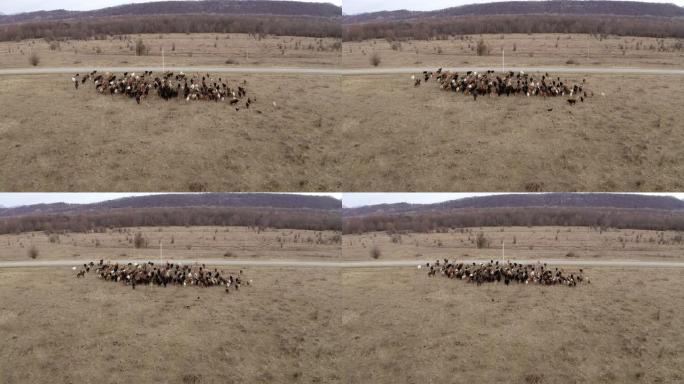 鸟瞰图两只牧羊人骑着马，带着狗带领一群牛和犊牛上路。狗跑到牛群后面，催促奶牛前进。高加索山脉，俄罗斯