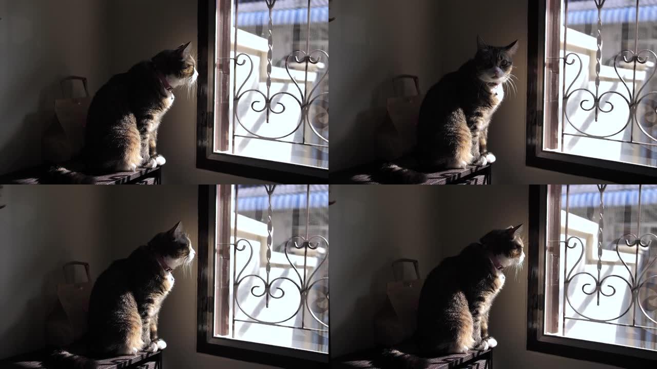 猫坐在窗台上，向窗外望去。