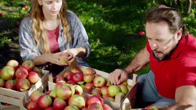 漂亮的金发女人和他的农夫爸爸在苹果园里，他们从木箱里挑选新鲜的苹果。在阿里·阿列克谢迷你上拍摄。