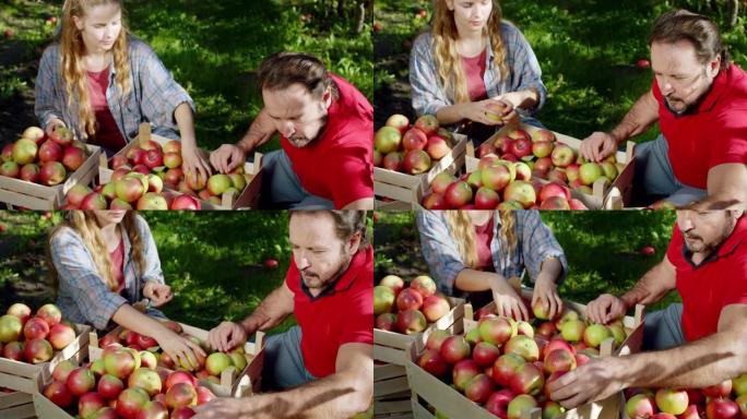 漂亮的金发女人和他的农夫爸爸在苹果园里，他们从木箱里挑选新鲜的苹果。在阿里·阿列克谢迷你上拍摄。