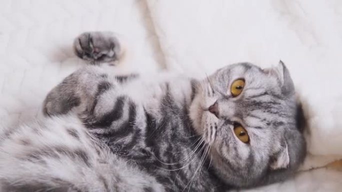 灰色的苏格兰折叠猫躺在温暖的米色格子中，打哈欠。舒适可爱的温暖的家庭概念与宠物。