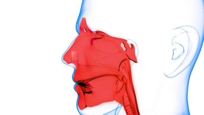 具有喉和咽的人类呼吸系统肺部具有肺泡解剖动画概念