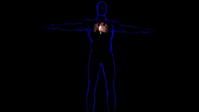 医学概念3D渲染人体心脏解剖学