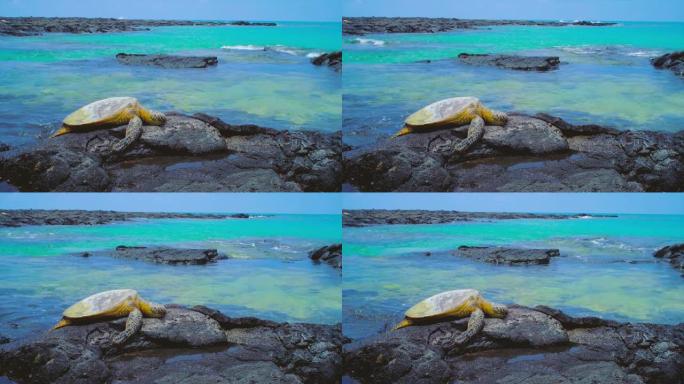 海龟在岩石上发冷