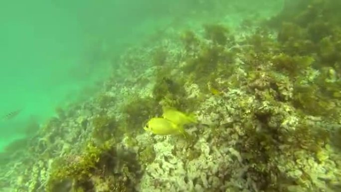 塞舌尔圣安妮的彩色珊瑚礁和热带鱼水下