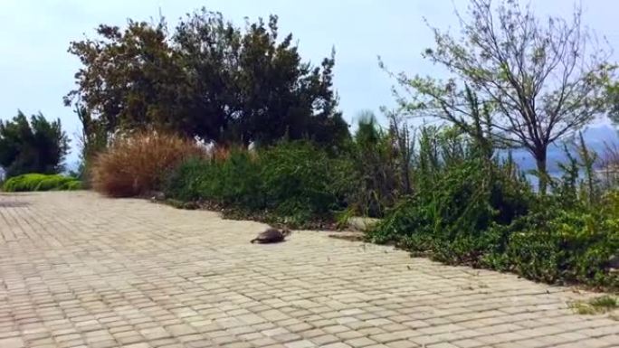 一只乌龟正走过爱琴海海岸的马路