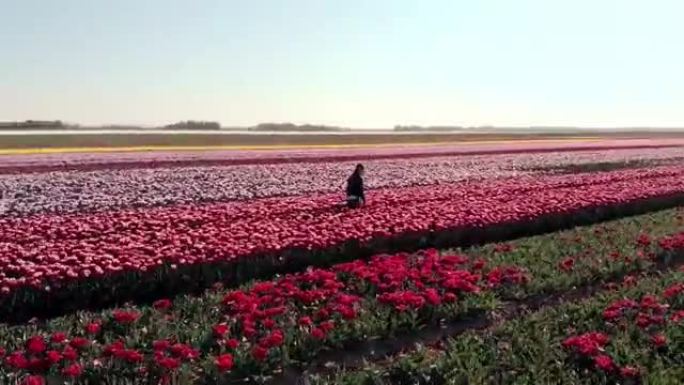 在荷兰阿姆斯特丹地区的郁金香田地上，4k空中无人机飞越长发少女，走在郁金香花上。无人驾驶飞机观看神奇