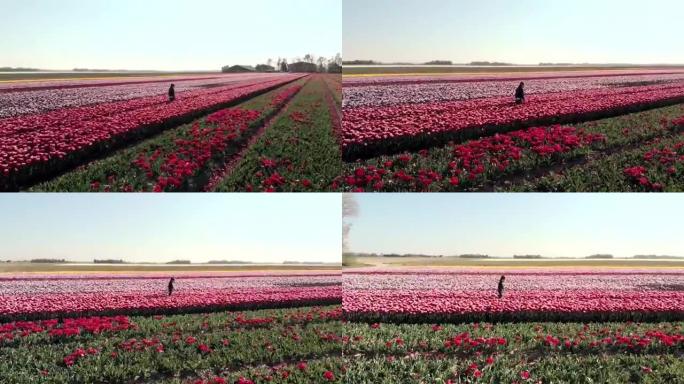 在荷兰阿姆斯特丹地区的郁金香田地上，4k空中无人机飞越长发少女，走在郁金香花上。无人驾驶飞机观看神奇