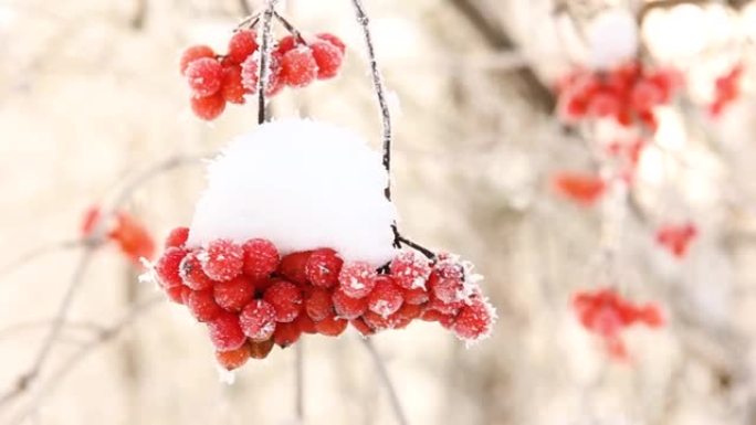 冬天的雪下冻住了荚蒾。雪中的荚蒾。红色的浆果。美妙的冬天。