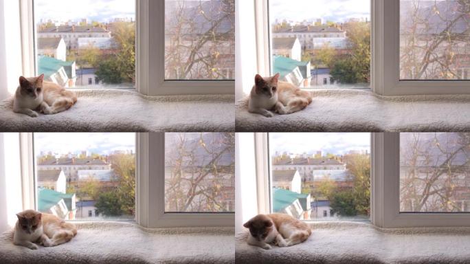 一只年轻的猫喜欢躺在窗边的窗台上