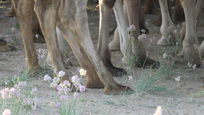 吃沙村花的骆驼