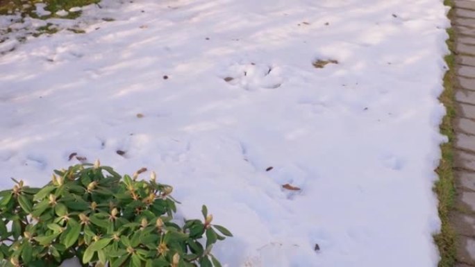 雪下杜鹃花植物的特写视图。美丽的春天自然背景。