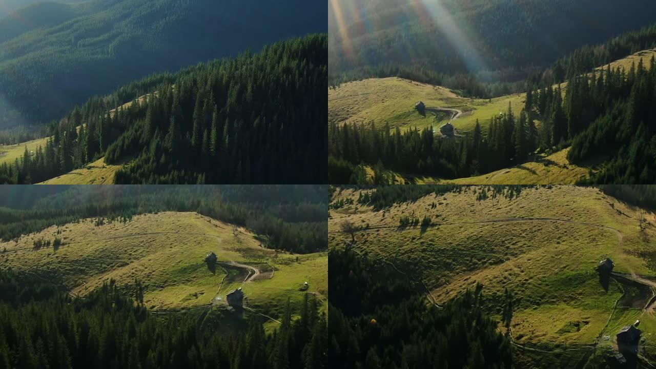 森林茂密的山坡上有阳光