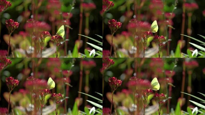 一只淡黄绿色的蝴蝶以慢动作从花中吸食花蜜