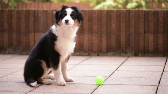 澳大利亚牧羊犬