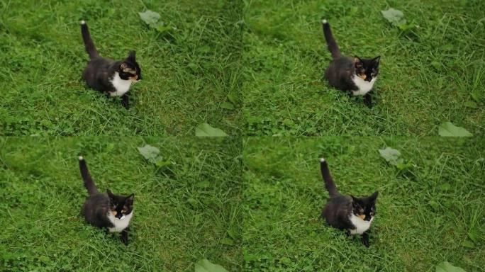 一只斑点猫坐在公园的草地上。酷动物周围美丽的自然