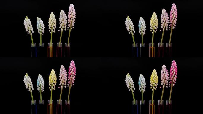 花着色实验时间流逝，五个白葡萄风信子在试管中分离在黑色背景上缓慢变化不同的颜色，4k镜头