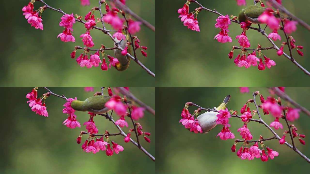 美丽的日本白眼鸟的花朵