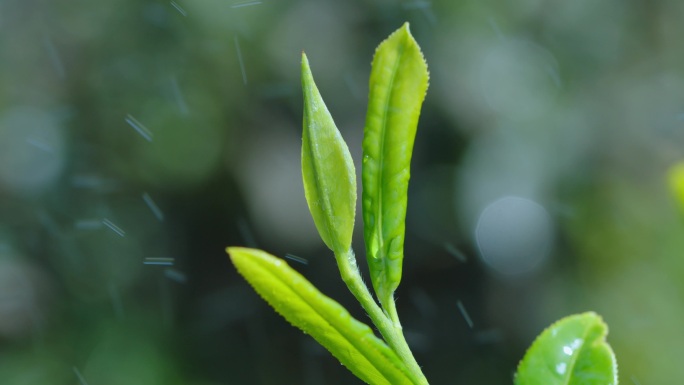 一组春茶水滴特写素材