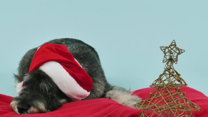 戴着圣诞老人帽子的Mittelschnauzer头躺在蓝色背景下工作室圣诞树附近的红色枕头上。宠物抬