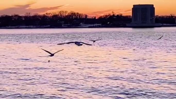 纽约港黄昏的海鸥