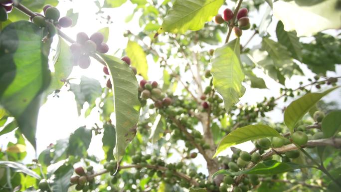 树上的咖啡果实
