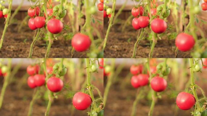 在植物西红柿中生长挂在树枝上的蔬菜