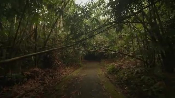 手持镜头穿过茂密的杂草丛生的隧道，该隧道有热带植被和低矮的竹枝