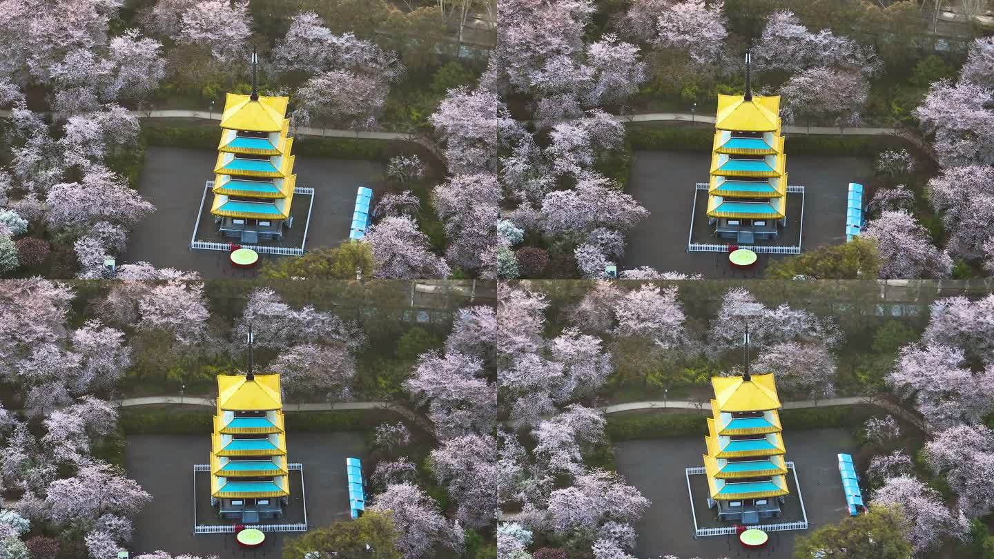 湖北武汉东湖樱园春季樱花航拍风光