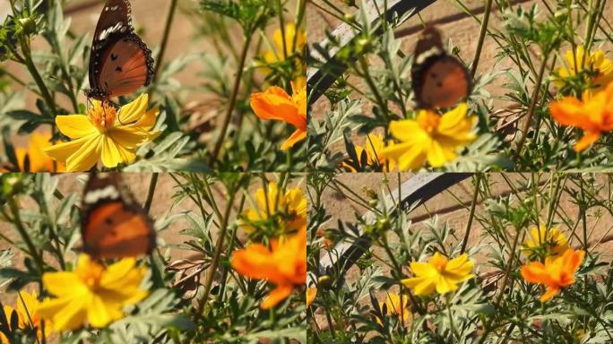 蝴蝶在黄花树上飞舞。蝴蝶在吮吸有机黄菊的花蜜。关闭了。花朵和蝴蝶，非常可爱和充满活力。野生蝴蝶在花上