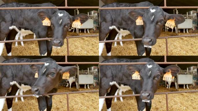 在农场喝完牛奶后的小牛。农民谷仓里的年轻黑白荷斯坦奶牛。十二生肖，象征年份概念。