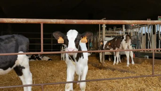 在农场喝牛奶后小牛。农民谷仓里的年轻黑白荷斯坦奶牛。十二生肖，象征年份概念。